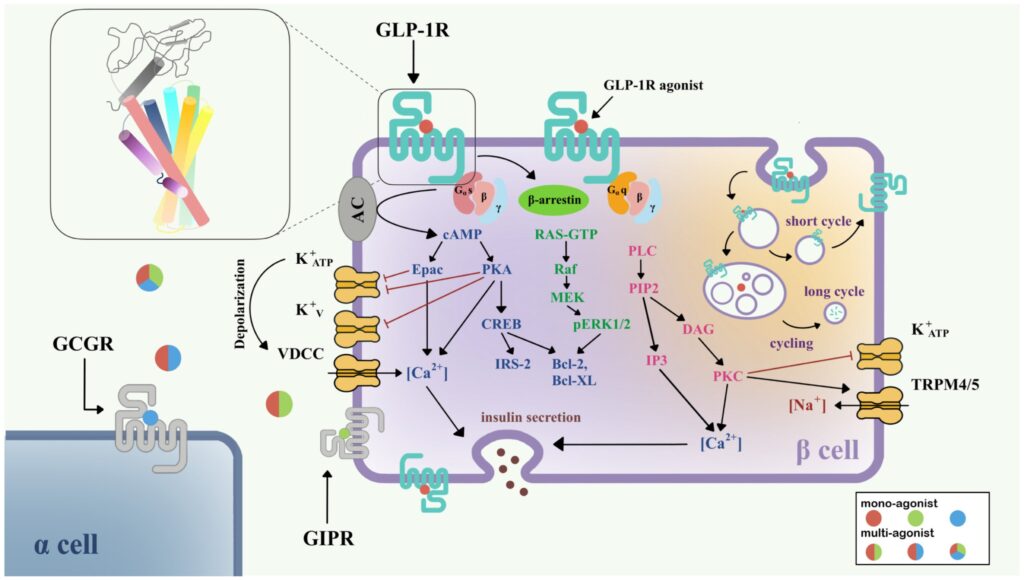 Can You Take GLP-1 While Breastfeeding? - Medlabs Peptides